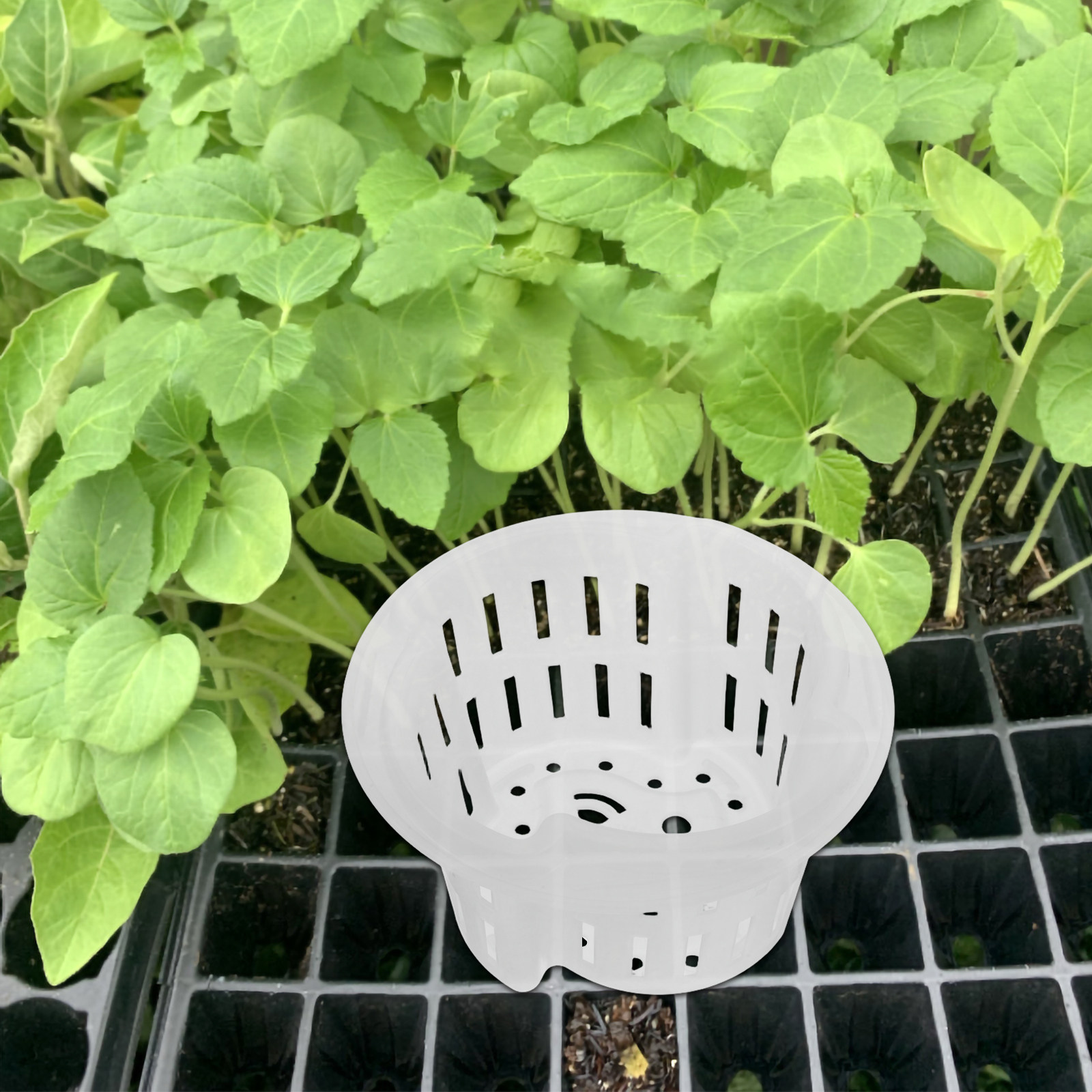 4 Buah Pot Tanaman Hidroponik, - Indoor Plants ulasan dan harga